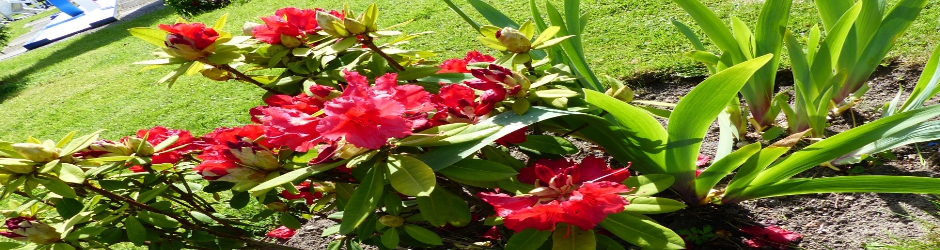 Minigolf Blumen