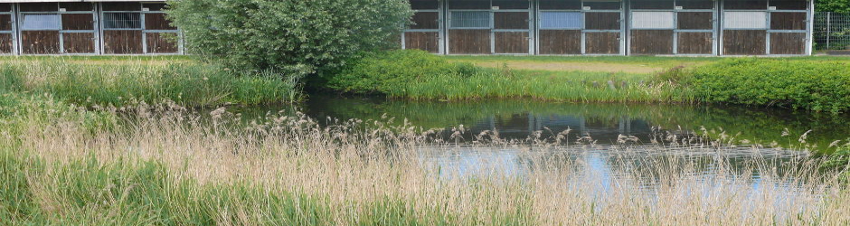 Teich Horner Rennbahn